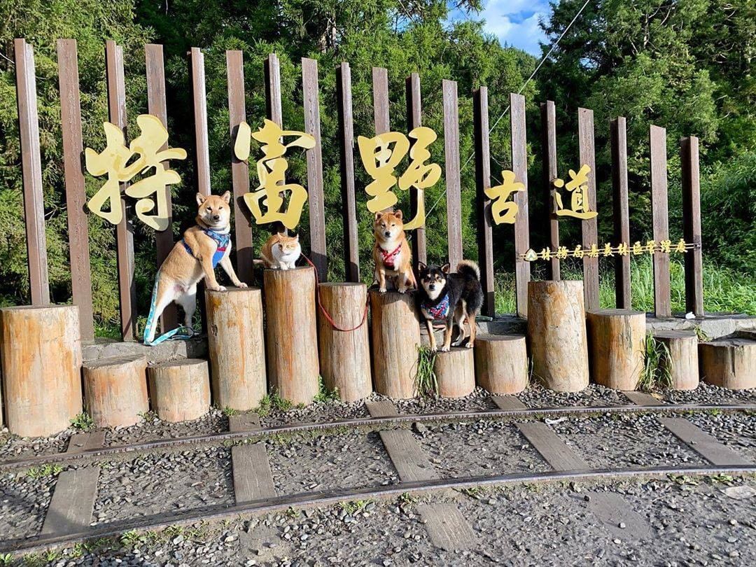 在此公告：小編已被融化在電腦桌前-⠀⠀⠀⠀⠀⠀⠀⠀⠀⠀⠀感謝 @shibahachinana  分享的美照-⠀⠀⠀⠀⠀⠀⠀⠀⠀⠀⠀...