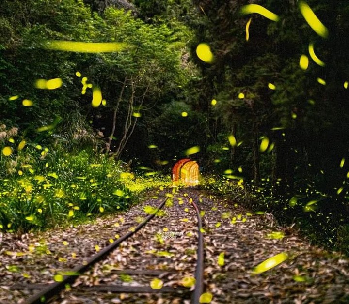 通往幸福的道路，帶著真誠的心。照片授權感謝 @taiwan.8591 -⠀歡迎在您的貼文 #travelalishan 或 @tr...