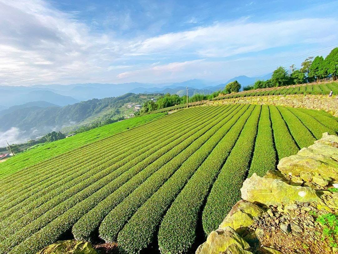 原來是抹茶蛋糕，小編還以為是茶園呢！-阿里山茶園太美了好想去當採茶姑娘-⠀⠀⠀⠀⠀⠀⠀⠀⠀⠀⠀感謝 @juice6299  分享的...