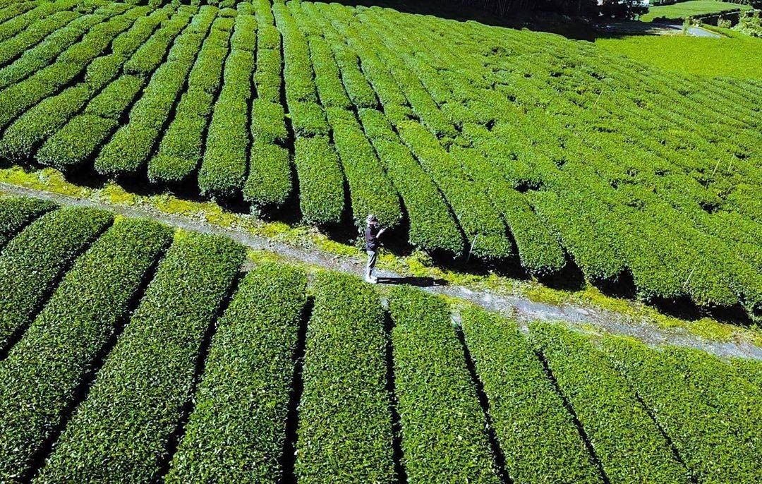 豪喜歡一大片綠油油的茶園看到茶園會有莫名的療癒感-⠀⠀⠀⠀⠀⠀⠀⠀⠀⠀⠀感謝 @aisha_kuo  分享的美照-⠀⠀⠀⠀⠀⠀⠀⠀...