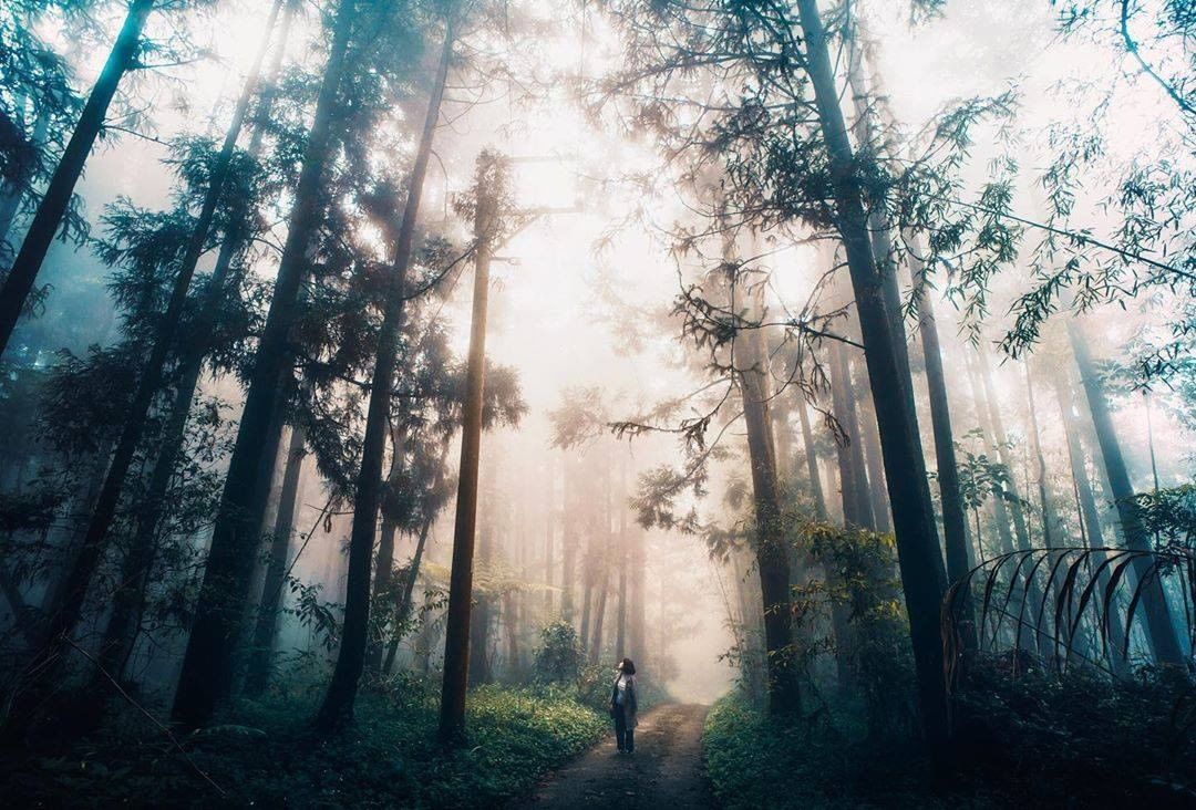 迷霧中的森林好像來到宮崎駿的場景般-⠀⠀⠀⠀⠀⠀⠀⠀⠀⠀⠀感謝 @lanzeh  分享的美照-⠀⠀⠀⠀⠀⠀⠀⠀⠀⠀⠀⠀ #trav...