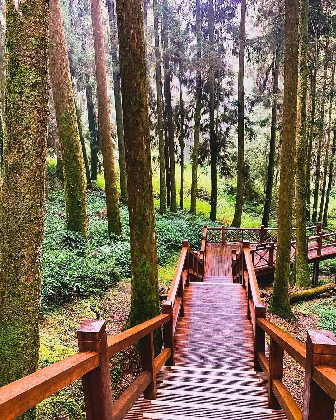 在忙碌之餘靜靜地看著照片、閉上眼睛深呼吸感覺也呼吸到了阿里山的新鮮空氣呢-⠀⠀⠀⠀⠀⠀⠀⠀⠀⠀⠀感謝 @s_0115  分享的美照...