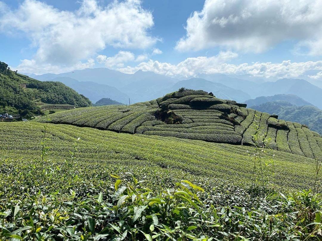 無盡綿延的綠茶園！真是令人心曠神怡-⠀⠀⠀⠀⠀⠀⠀⠀⠀⠀⠀感謝 @daphnewu82 分享的美照-⠀⠀⠀⠀⠀⠀⠀⠀⠀⠀⠀⠀ #t...