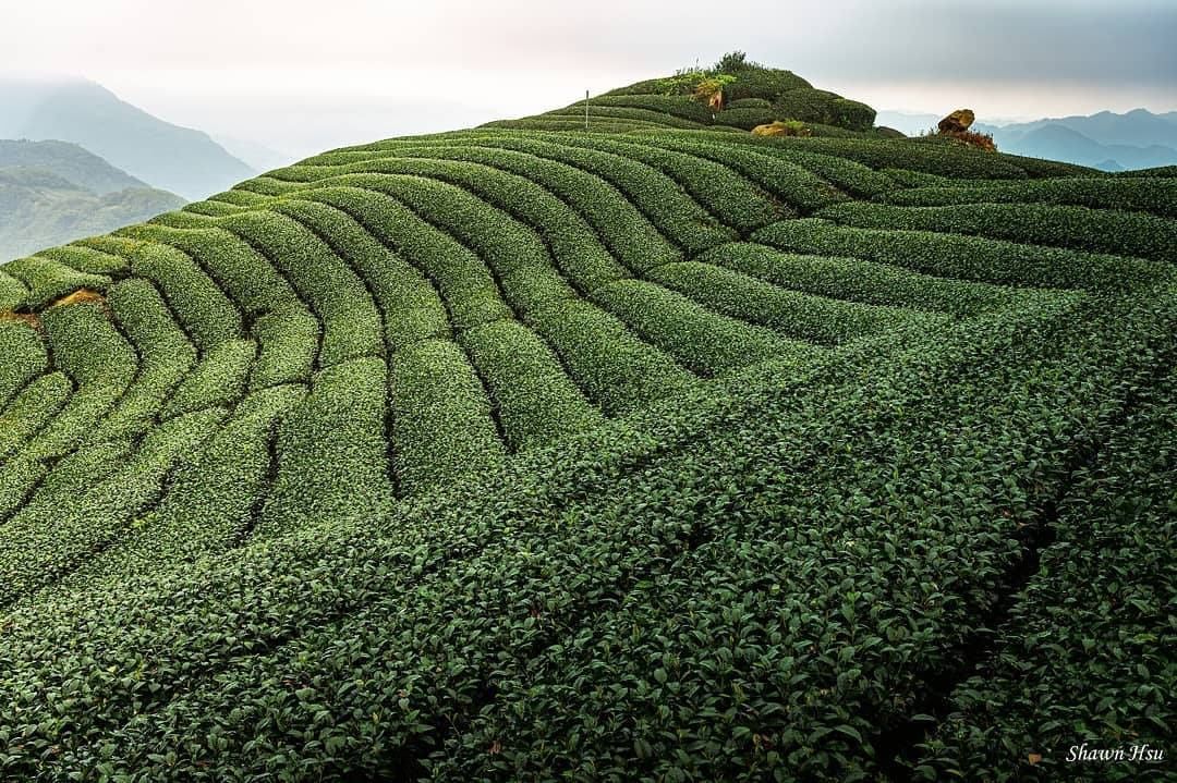 令人心曠神怡綠茶園！好想在這裡發呆呀！‍♀-⠀⠀⠀⠀⠀⠀⠀⠀⠀⠀⠀感謝 @sunfly7382 分享的美照-⠀⠀⠀⠀⠀⠀⠀⠀⠀⠀⠀...
