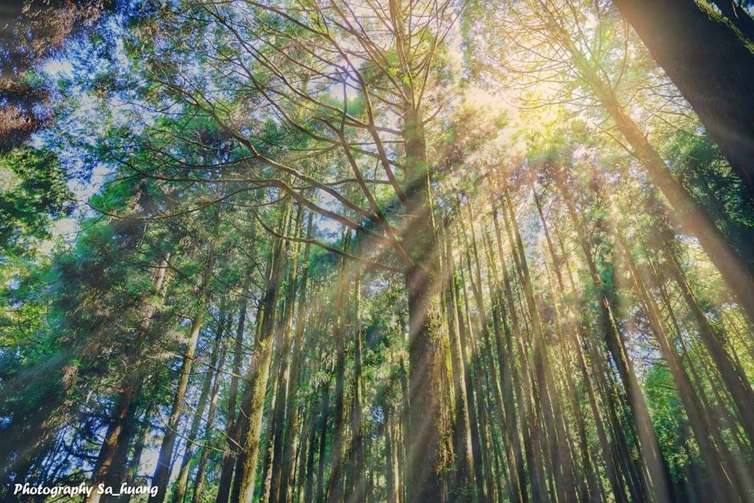 最愛這種陽光灑落樹梢的美景了-用它來結束週三看了心情就很好-⠀⠀⠀⠀⠀⠀⠀⠀⠀⠀⠀感謝 @sa_huang_sa0011  分享的...