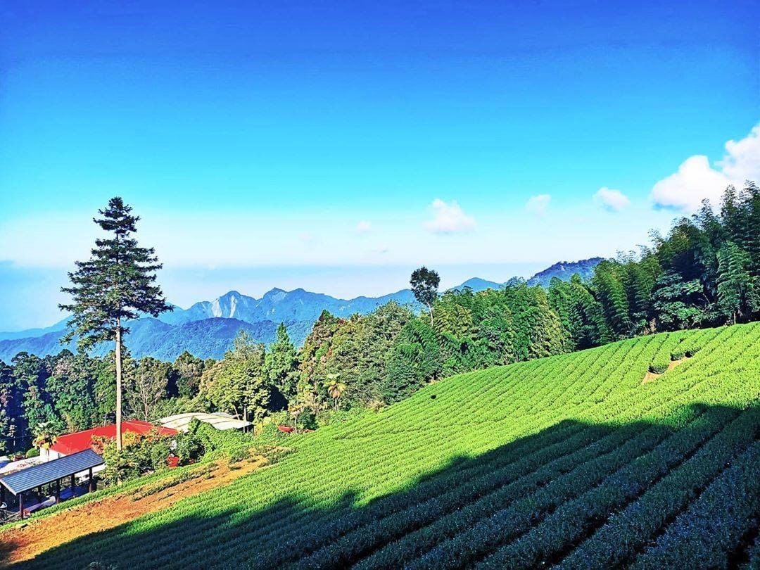 層層疊疊的茶園與後方山巒交織成的美景猛一看好像阿爾卑斯山的壯麗景象-⠀⠀⠀⠀⠀⠀⠀⠀⠀⠀⠀感謝 @c_hf0623 分享的美照-⠀...