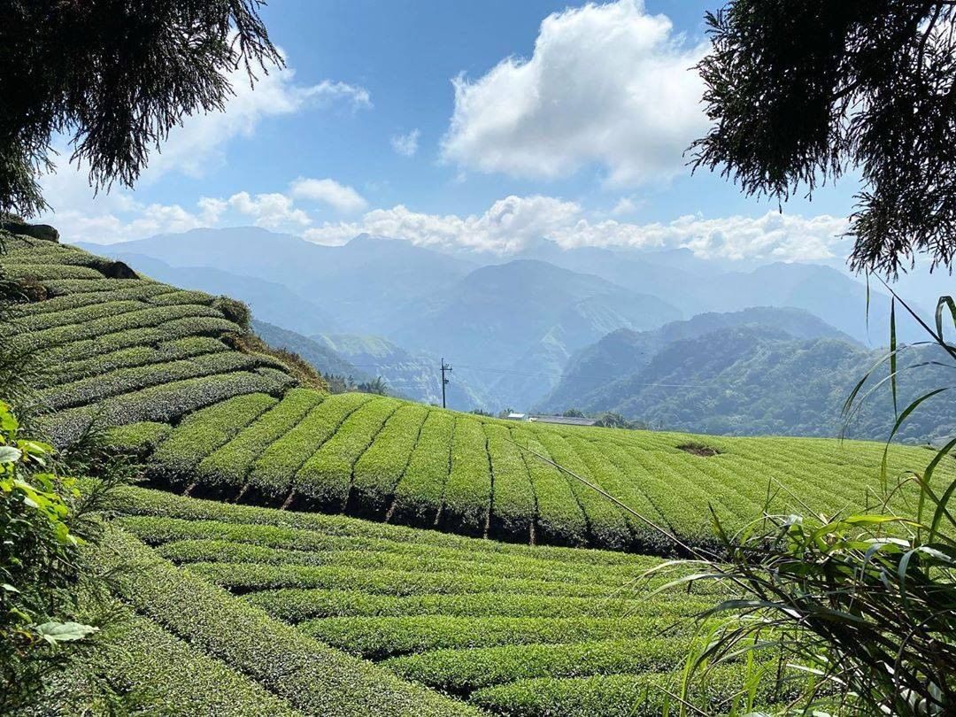 這周收集到好多茶園☘完全透露了編編私心喜歡的景點-⠀⠀⠀⠀⠀⠀⠀⠀⠀⠀⠀感謝 @daphnewu82 分享的美照-⠀⠀⠀⠀⠀⠀⠀⠀...