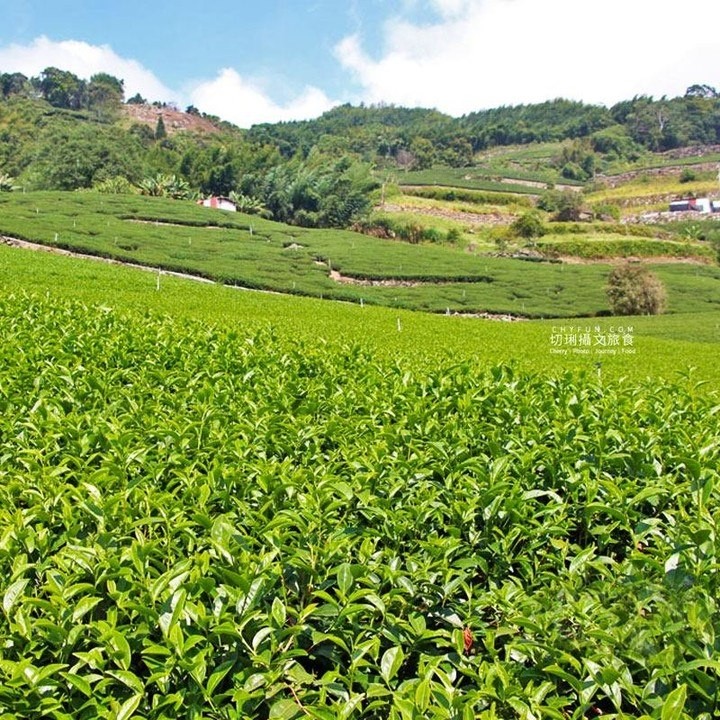 翠綠清新的茶園！☘彷彿隔著螢幕就可以聞到綠茶香！-⠀⠀⠀⠀⠀⠀⠀⠀⠀⠀⠀感謝 @cherryfunblog 　分享的美照-⠀⠀⠀⠀...