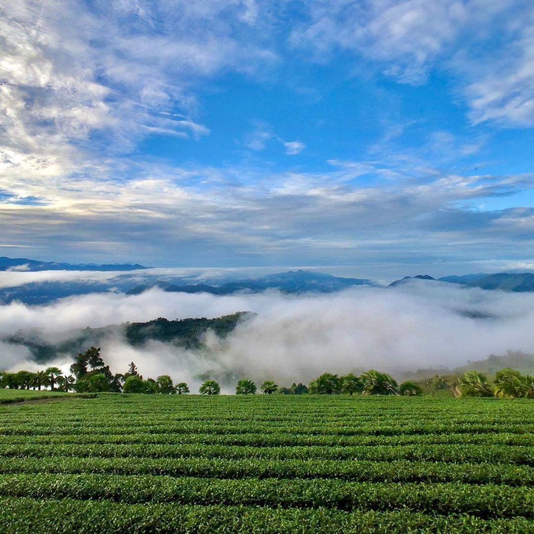 用翠綠茶園＋湛藍天空結束這周明天周一繼續努力！-⠀⠀⠀⠀⠀⠀⠀⠀⠀⠀⠀感謝 @q61620099  分享的美照-⠀⠀⠀⠀⠀⠀⠀⠀⠀...