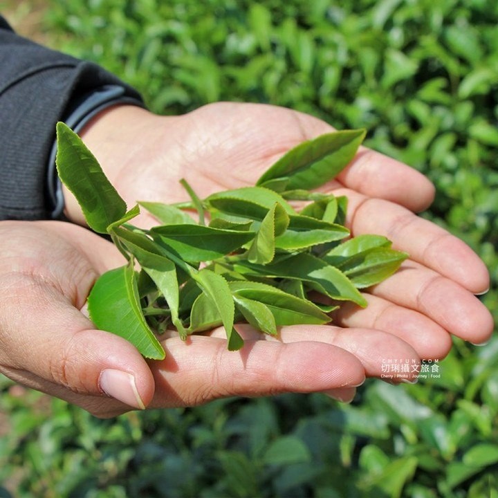 在遼闊的阿里山茶園欣賞嫩綠的茶葉，享受愜意的山林氣氛吧！-⠀⠀⠀⠀⠀⠀⠀⠀⠀⠀⠀感謝 @cherryfunblog  分享的美照-...