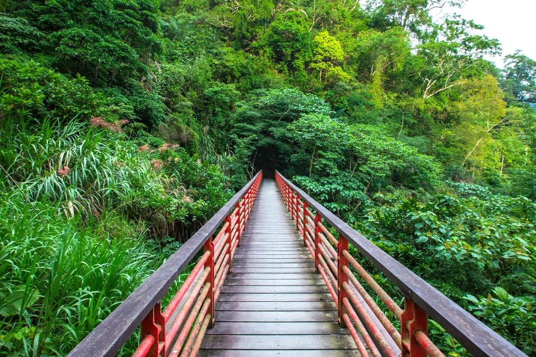 這是阿里山竹坑溪步道！是不是很有迷幻之感呢～～好奇走進綠色隧道裡的模樣-⠀⠀⠀⠀⠀⠀⠀⠀⠀⠀⠀⠀ #travelalishan 或...