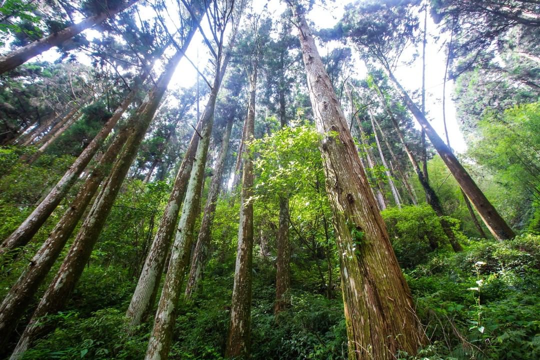 累的時候看一下頂湖環湖步道的神木美景彷彿吸到了清晰的空氣與芬多精！⠀⠀⠀⠀⠀⠀⠀⠀⠀⠀-⠀⠀⠀⠀⠀⠀⠀⠀⠀⠀⠀⠀ #travela...