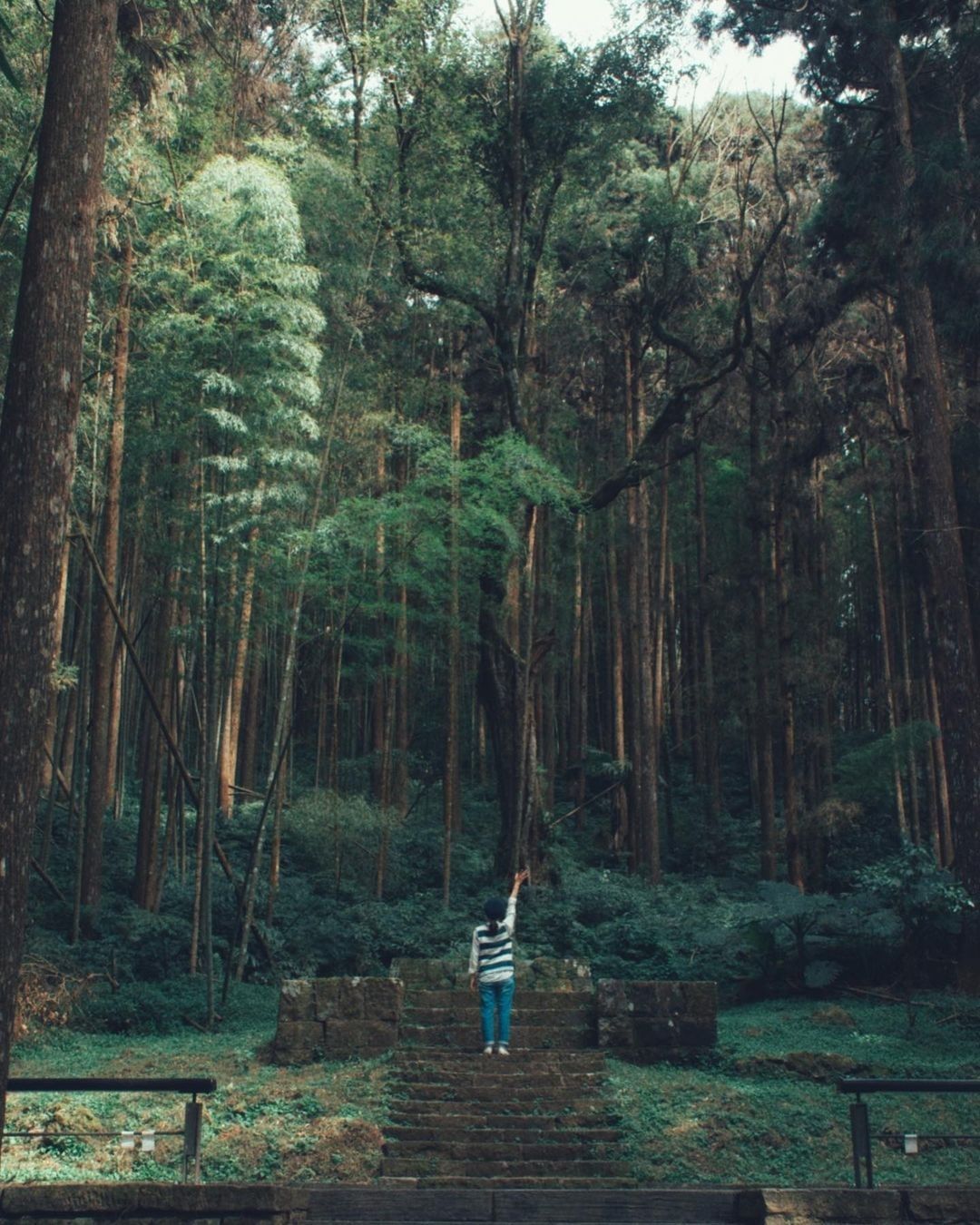 到奮起湖不只逛老街、吃美食，你知道周圍的森林步道很美嗎照片授權感謝 @ccl_jay -⠀歡迎在您的貼文 #travelalish...