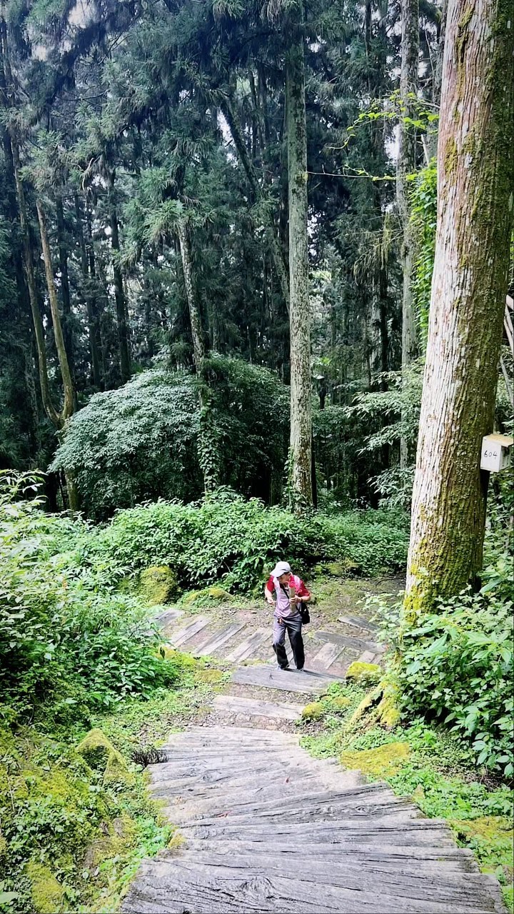 頂湖步道｜仙氣滿點的森林步道有種讓人每走一小段路就駐足的魔力❤山嵐輕輕在山間遊走，雲霧繚繞的頂湖有著天然冷氣除了夏天避暑，也能沉浸...