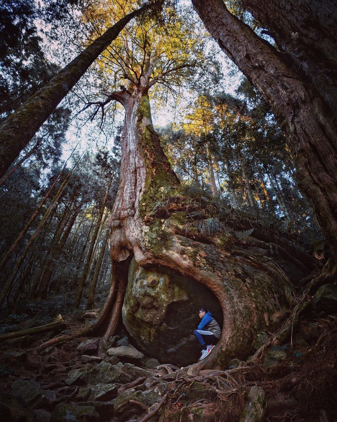 懷念的森林❤你多久沒上山了呢照片授權 @kobe_weng24 -⠀歡迎在您的貼文 #travelalishan 或 @trave...