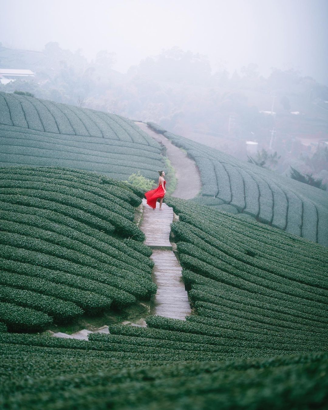 一抹紅立於茶園之中彷彿下一刻隨著雲霧起舞照片授權 @lilianwang_tw -⠀歡迎在您的貼文 #travelalishan ...