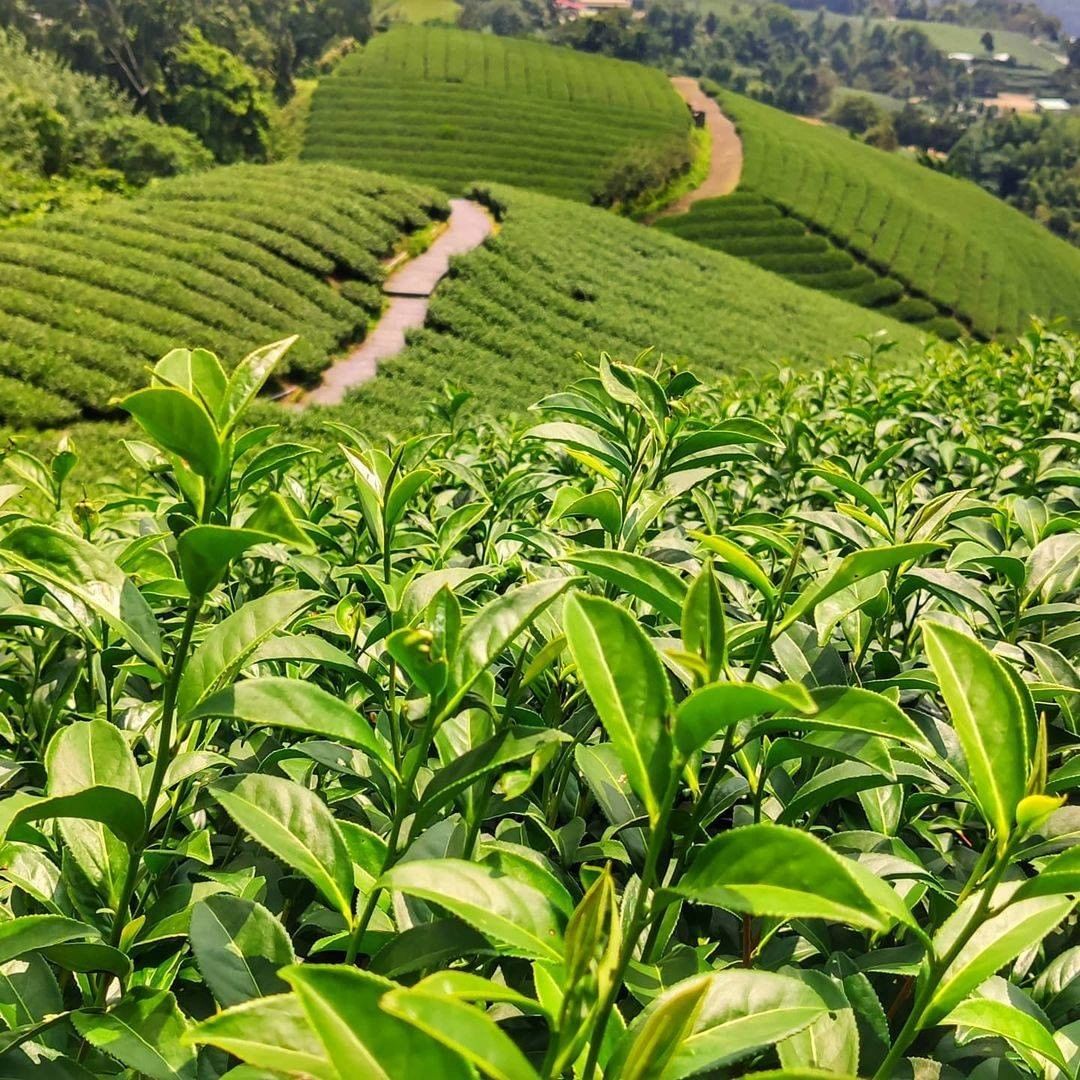 星期一就該看點鮮豔的色彩！看看翠綠的茶園，迎接新的一週吧！-⠀⠀⠀⠀⠀⠀⠀⠀⠀⠀⠀感謝 @wdy19960830  分享的美照-⠀...