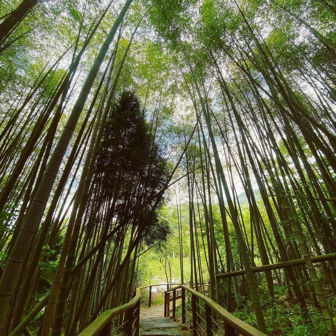 帶點神秘、環境靜謐的迷糊步道也是阿里山的必玩景點喔！-⠀⠀⠀⠀⠀⠀⠀⠀⠀⠀⠀感謝 @ensyu_ 分享的美照-⠀⠀⠀⠀⠀⠀⠀⠀⠀⠀...