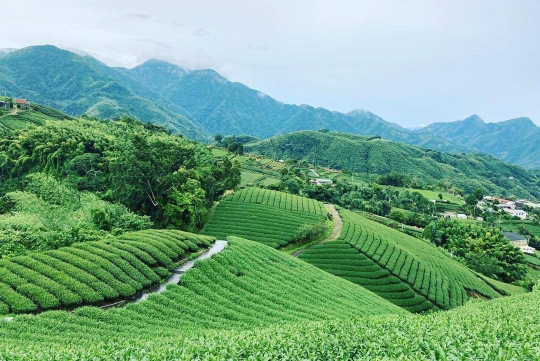 1314觀景台茶園是御茶園廣告的拍攝地呢！一望無際的翠綠茶園給人舒適愜意的氣氛！非常適合假日來走走放鬆-⠀⠀⠀⠀⠀⠀⠀⠀⠀⠀⠀感謝...