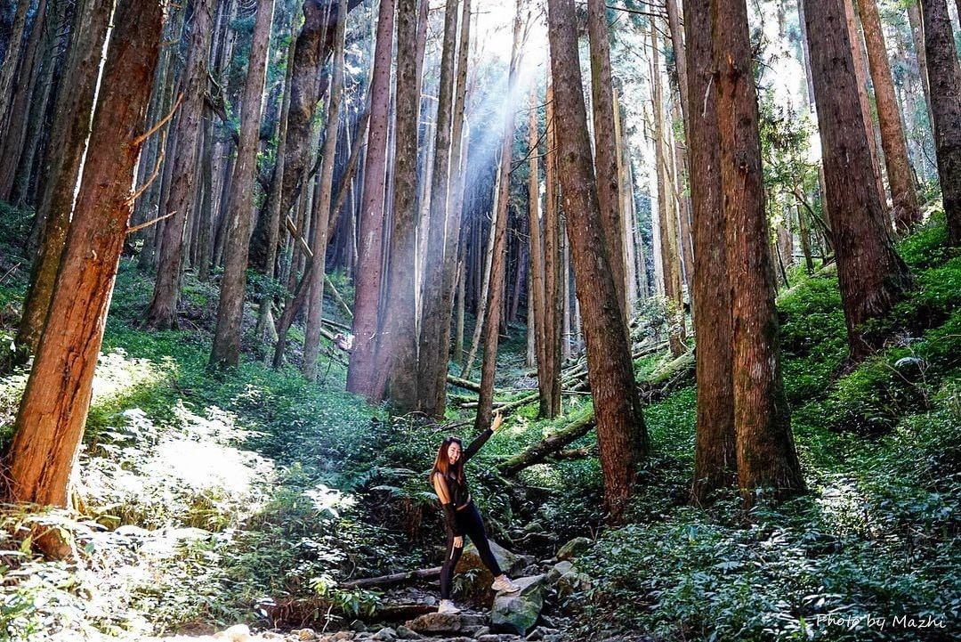 假日就是要到山林中吸收芬多精！快點熱血衝一波阿里山吧！-⠀⠀⠀⠀⠀⠀⠀⠀⠀⠀⠀感謝 @mazhi.he 分享的美照-⠀⠀⠀⠀⠀⠀⠀...