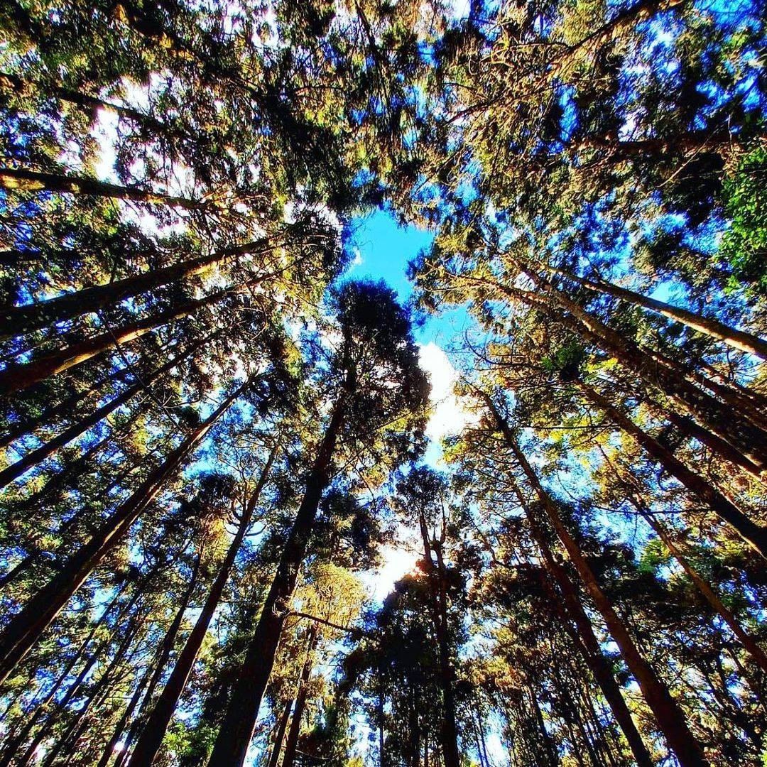 原來抬頭看阿里山神木會是這樣的舒適愜意！-⠀⠀⠀⠀⠀⠀⠀⠀⠀⠀⠀感謝 @tequila_bon  分享的美照-⠀⠀⠀⠀⠀⠀⠀⠀⠀⠀...