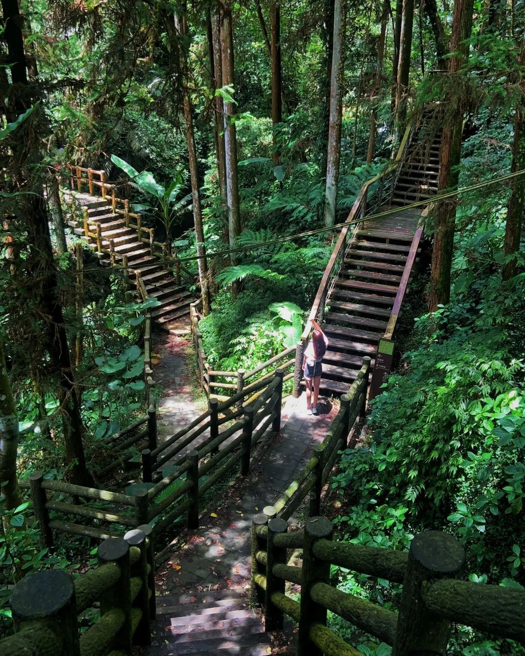 短短的步道像是走進精靈住的地方❤阿里山有許多知名的步道，也有不少遺珠沒那麼有名，那就說他們是隱藏版吧！照片授權 @pigcattt...