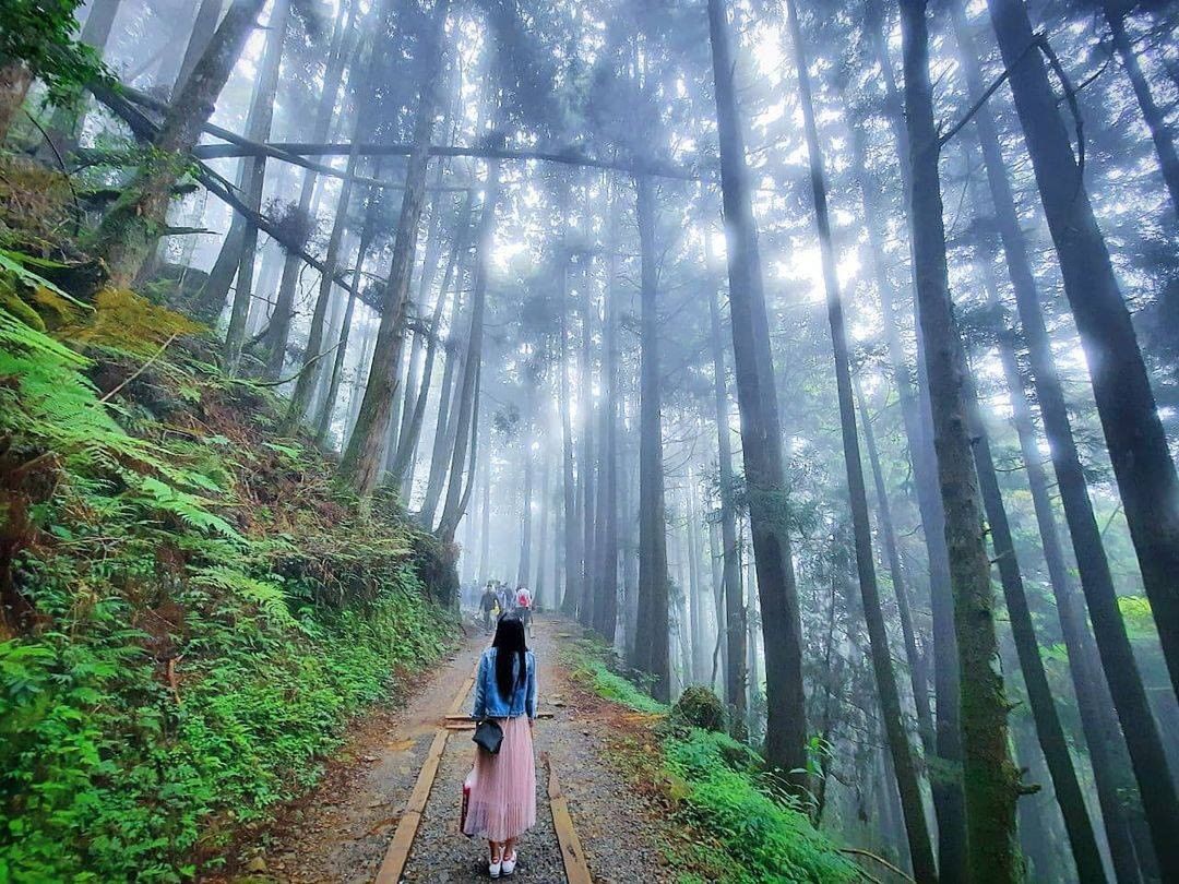 陽光與霧氣散落樹林形成一面銀色的美景特富野古道每每能帶給旅人驚奇！-⠀⠀⠀⠀⠀⠀⠀⠀⠀⠀⠀感謝 @ru731114 分享的美照-⠀...