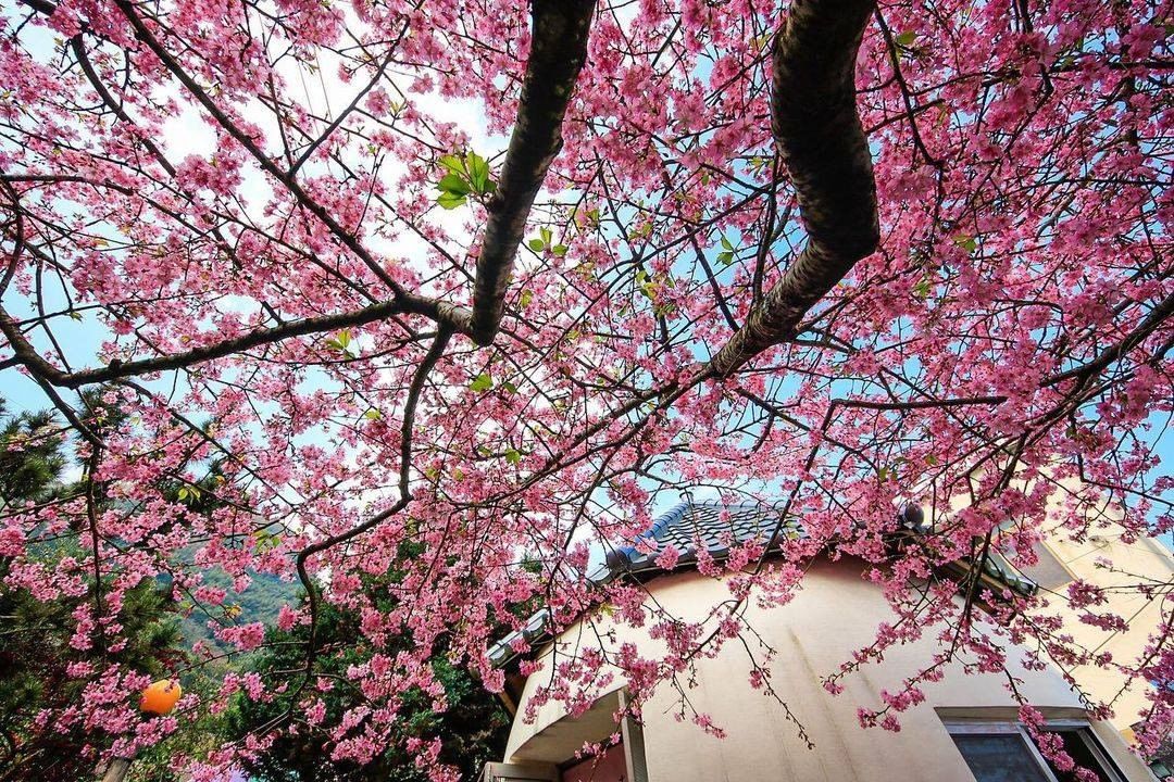 多粉嫩的櫻花呀～～～不能去日本賞櫻，就來蒐集全台各地的櫻花吧！-⠀⠀⠀⠀⠀⠀⠀⠀⠀⠀⠀感謝 @du.donna 分享的美照-⠀⠀⠀...