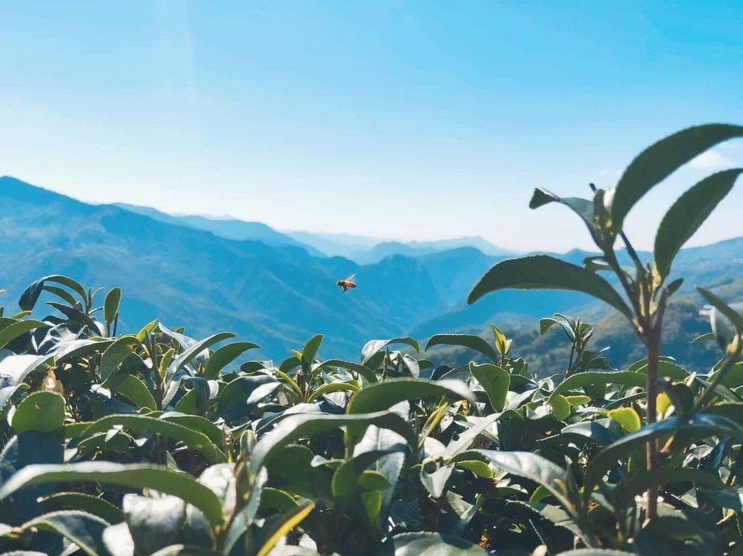 阿里山茶園的小蜜蜂額外可愛！這樣美麗的景色讓小編凝視了好久！-⠀⠀⠀⠀⠀⠀⠀⠀⠀⠀⠀感謝 @xxoo.85  分享的美照-⠀⠀⠀⠀...