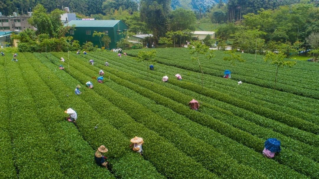 冷冷的天想到高山上的茶農也是很辛苦的下一波寒流又要來了大家要注意保暖呀！⠀⠀⠀⠀-⠀⠀⠀⠀⠀⠀⠀⠀⠀⠀⠀⠀ #travelalis...