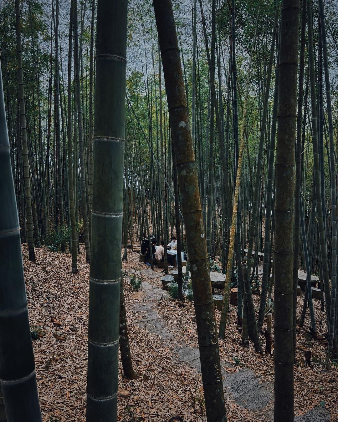 瑞里竹林最天然的場景，與最道地的高山茶，有機會不妨預約竹林茶席，簡單卻高品質的享受。照片授權 @pin_outdoorlife_ ...