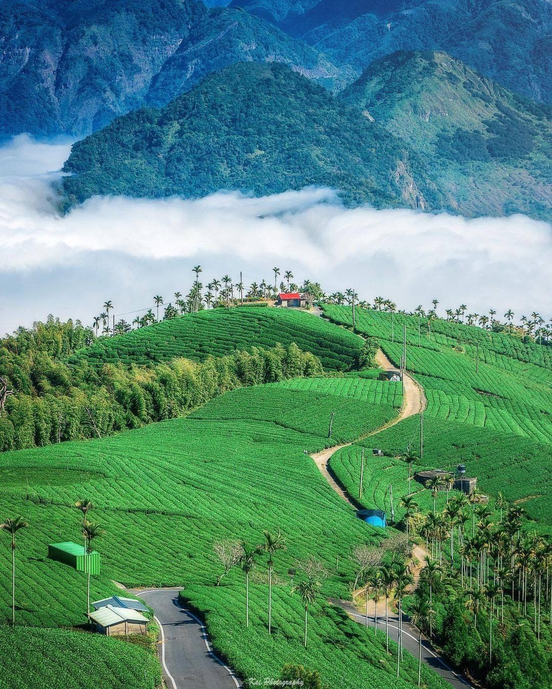 靈魂還在放假的週一看看山林與茶園大景想像置身在這樣的美景中會有多美好-⠀⠀⠀⠀⠀⠀⠀⠀⠀⠀⠀感謝 @shengkai_travel...