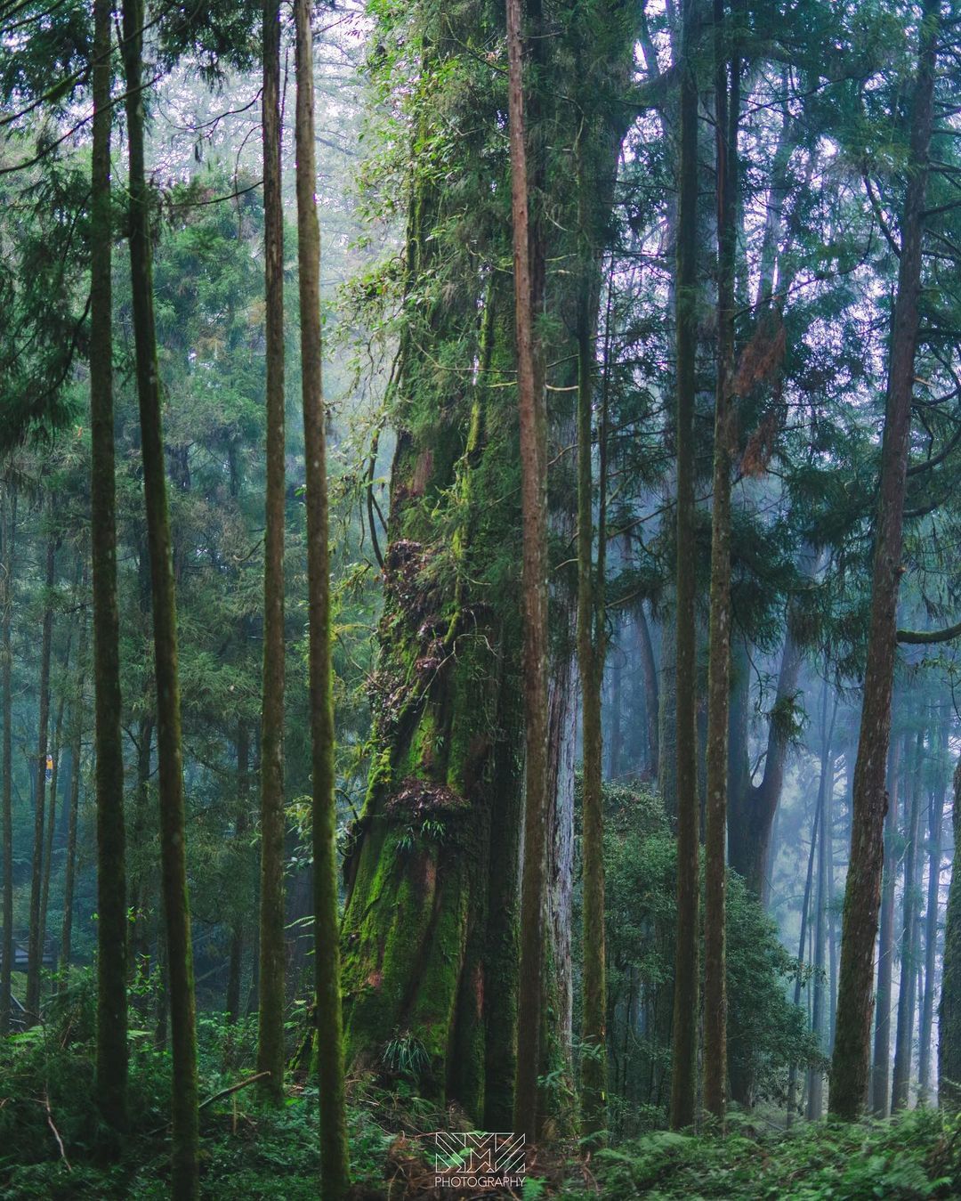 森林會帶來一股神奇的力量，沉浸在雲霧綠意中，不自覺被治癒了❤照片授權 @smz.0913 -⠀歡迎在您的貼文 #travelali...