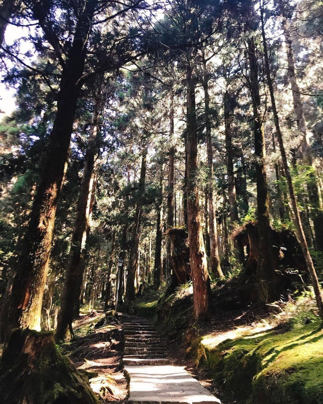 被樹蔭遮蔽的步道雖然產生了陰影但是陽光就在不遠處了！☀-⠀⠀⠀⠀⠀⠀⠀⠀⠀⠀⠀感謝 @hitorigurashi.gogo  分享...