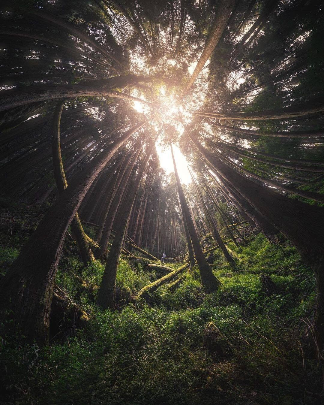 漫遊在阿里山森林中隨意抬起頭，就可以看見超夢幻美景呢！-⠀⠀⠀⠀⠀⠀⠀⠀⠀⠀⠀感謝 @rex_photographer  分享的美...