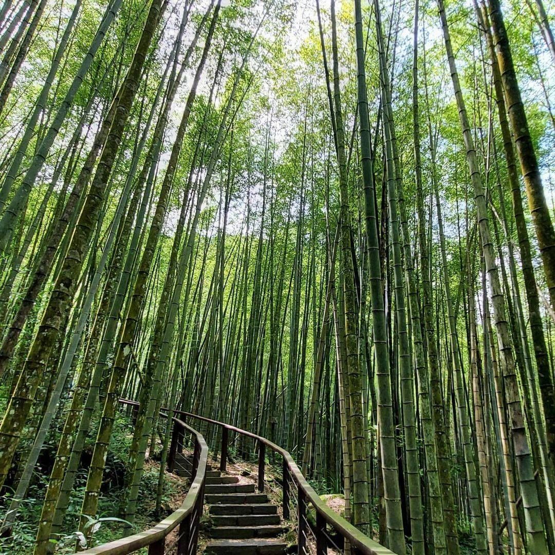 今年過年不能出國就到台版嵐山－迷糊步道健行吧！-外出旅遊也要記得保持社交距離唷！勤洗手、戴口罩‍♂️-⠀⠀⠀⠀⠀⠀⠀⠀⠀⠀⠀感謝 ...