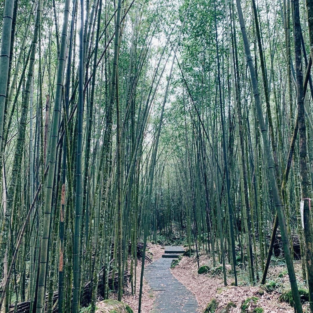 神秘竹林藏著多少秘密呢-小編被《哲仁王后》燒得中毒太深啦～～最近開始二刷了呢！！-⠀⠀⠀⠀⠀⠀⠀⠀⠀⠀⠀感謝 @judyhsu68...