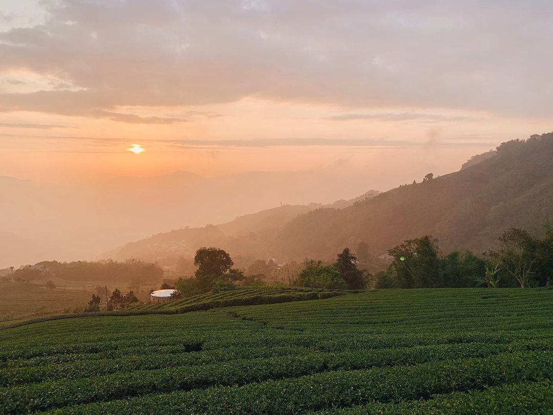 日落茶園，山上人的日常，就是最美的風景。照片授權 @yunhaochen -⠀歡迎在您的貼文 #travelalishan 或 @...