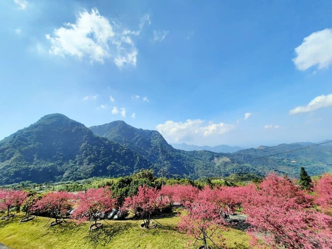 粉嫩櫻花為大地畫上春色呢！-大家今年有追櫻了嗎趕快在把握即將到來的228連假到阿里山賞櫻吧！-⠀⠀⠀⠀⠀⠀⠀⠀⠀⠀⠀感謝 @tw....