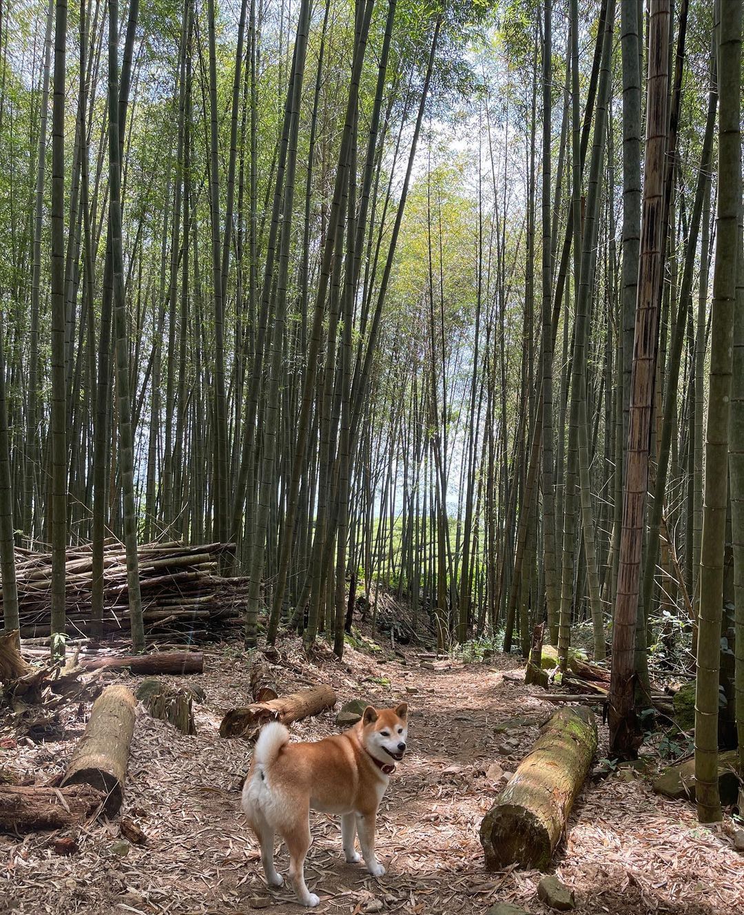 到阿里山玩開心嗎轄區內有不少友善寵物的景點與步道歡迎你們一同愛護、喜愛大自然❤照片授權 @shiba_fannie -⠀歡迎在您的...