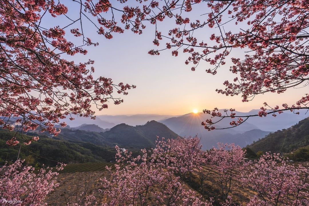 自帶櫻花相框的美景看去的群山跟太陽真是太迷人了！-⠀⠀⠀⠀⠀⠀⠀⠀⠀⠀⠀感謝 @bitter_sweet_life1991 分享的...