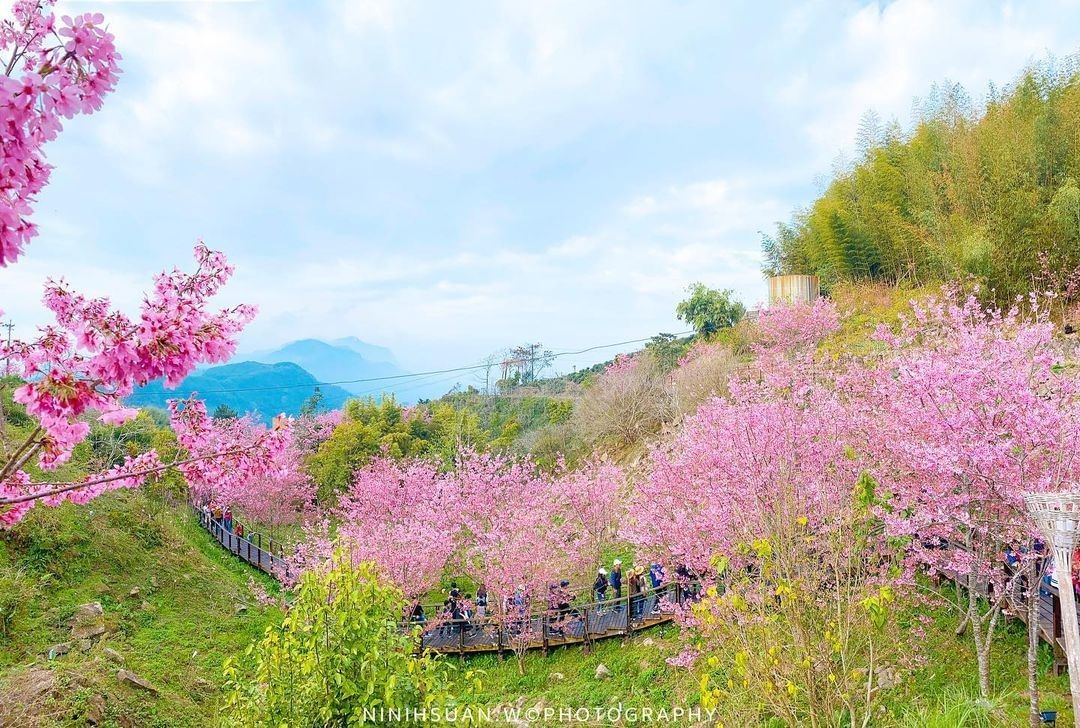 快快把握這周４天的假期來欣賞阿里山櫻花季吧！-⠀⠀⠀⠀⠀⠀⠀⠀⠀⠀⠀感謝 @ninihsuan.w  分享的美照-⠀⠀⠀⠀⠀⠀⠀⠀...