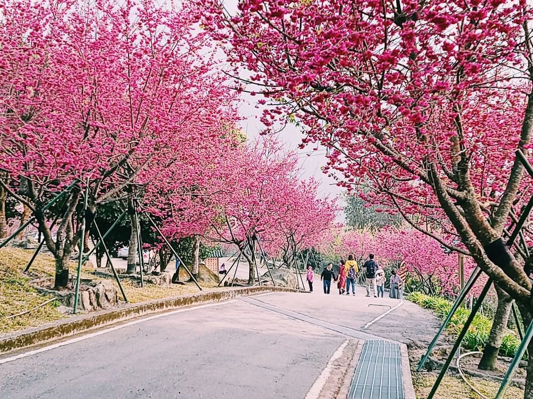 小編的螢幕都要被櫻花占滿了把握假日來阿里山賞櫻吧⠀⠀⠀⠀⠀⠀⠀⠀⠀⠀⠀-⠀⠀⠀⠀⠀⠀⠀⠀⠀⠀⠀⠀ #travelalishan 或...