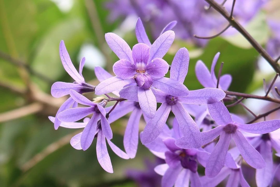 近看錫葉藤是很柔嫩、舒服的紫色呢！-⠀⠀⠀⠀⠀⠀⠀⠀⠀⠀⠀感謝 @huangen1857  分享的美照-⠀⠀⠀⠀⠀⠀⠀⠀⠀⠀⠀⠀ ...