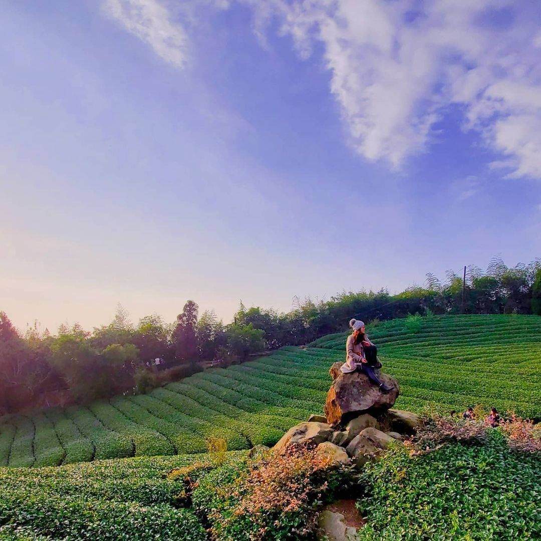 乍看之下好像油畫班的藍紫色天空跟抹茶色茶園真是太舒服的景緻了！-⠀⠀⠀⠀⠀⠀⠀⠀⠀⠀⠀感謝 @amy82426  分享的美照-⠀⠀...