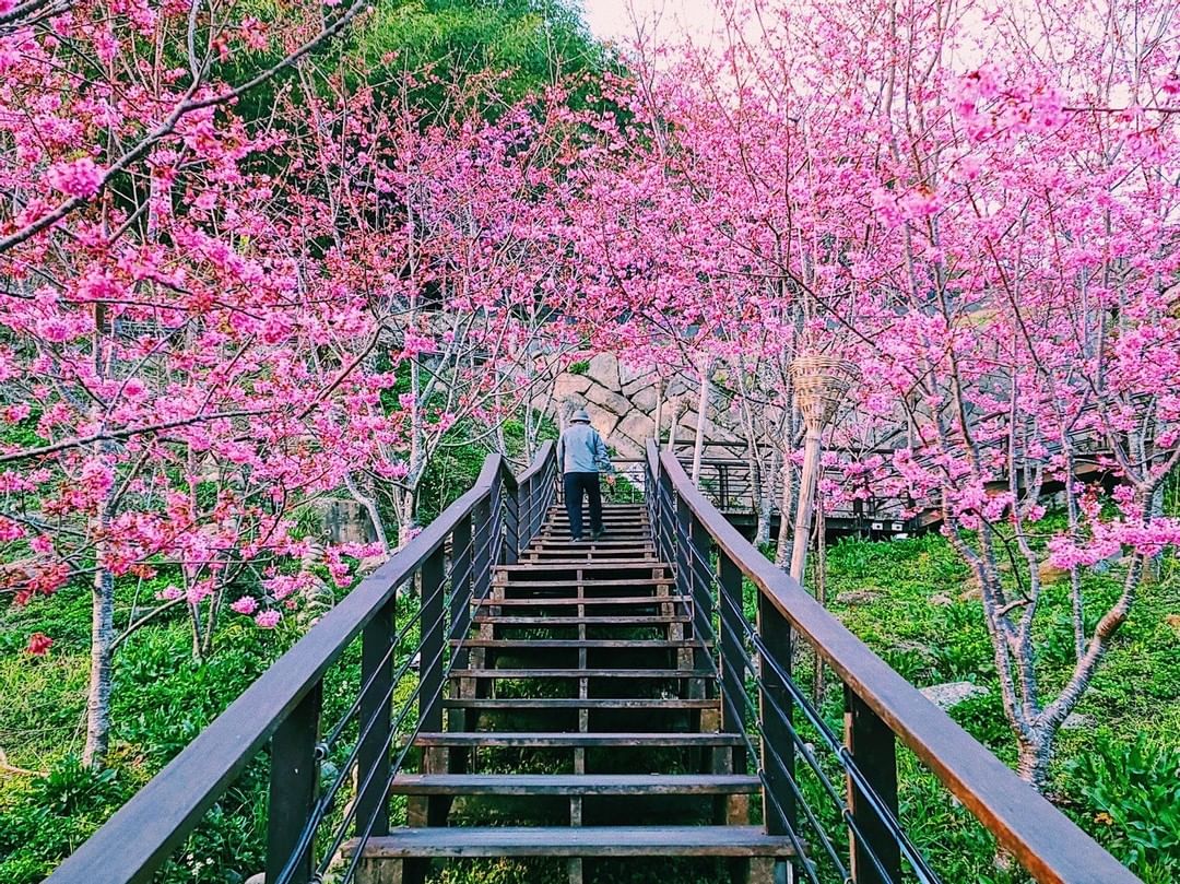 趁周末來追櫻超粉嫩的櫻花就在阿里山唷！⠀⠀⠀⠀⠀⠀-⠀⠀⠀⠀⠀⠀⠀⠀⠀⠀⠀⠀ #travelalishan 或 @travelal...
