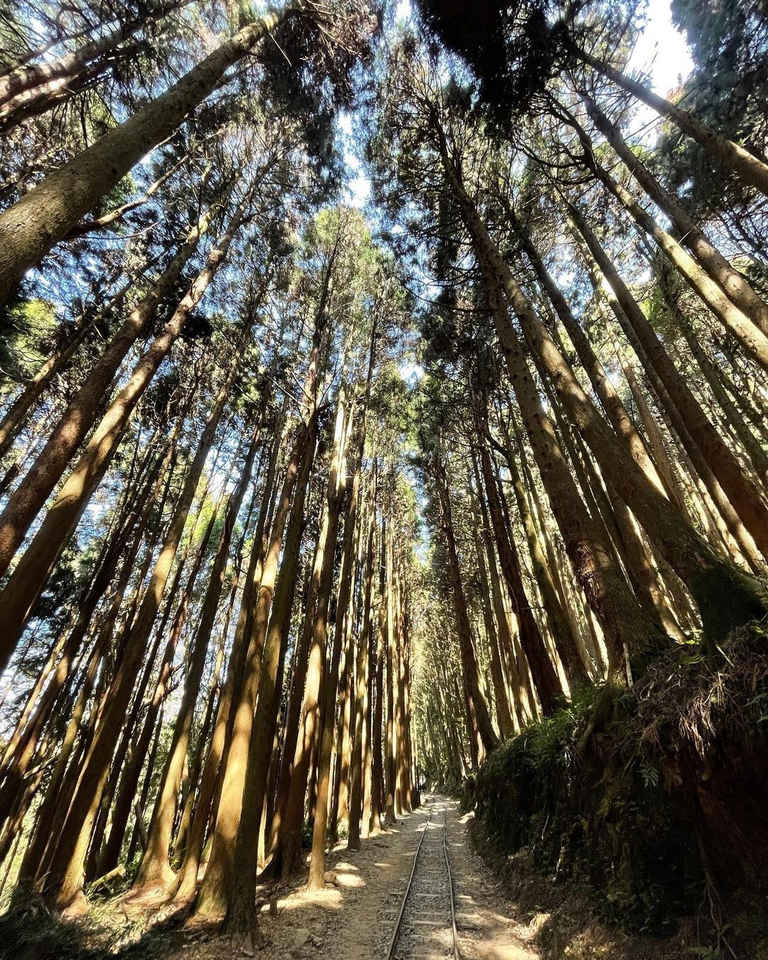 陽光從神木間灑落踏上古道、吸收芬多精就是療癒身心的最佳解藥-⠀⠀⠀⠀⠀⠀⠀⠀⠀⠀⠀感謝 @cow_cow_baby  分享的美照-...