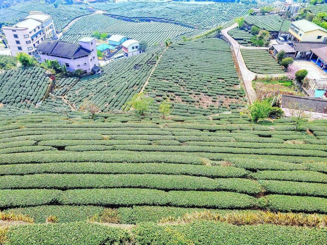 從這角度看去處在茶園中的房子小得可愛若能在茶園中奔跑，更是另一種快活享受！-⠀⠀⠀⠀⠀⠀⠀⠀⠀⠀⠀感謝 @jiangwenheng...