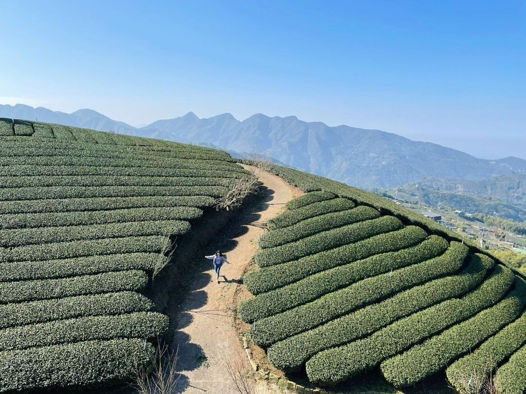 在一望無際的茶園跑呀跑把煩惱交給大自然洗滌吧！-⠀⠀⠀⠀⠀⠀⠀⠀⠀⠀⠀感謝 @annyintaiwan  分享的美照-⠀⠀⠀⠀⠀⠀...