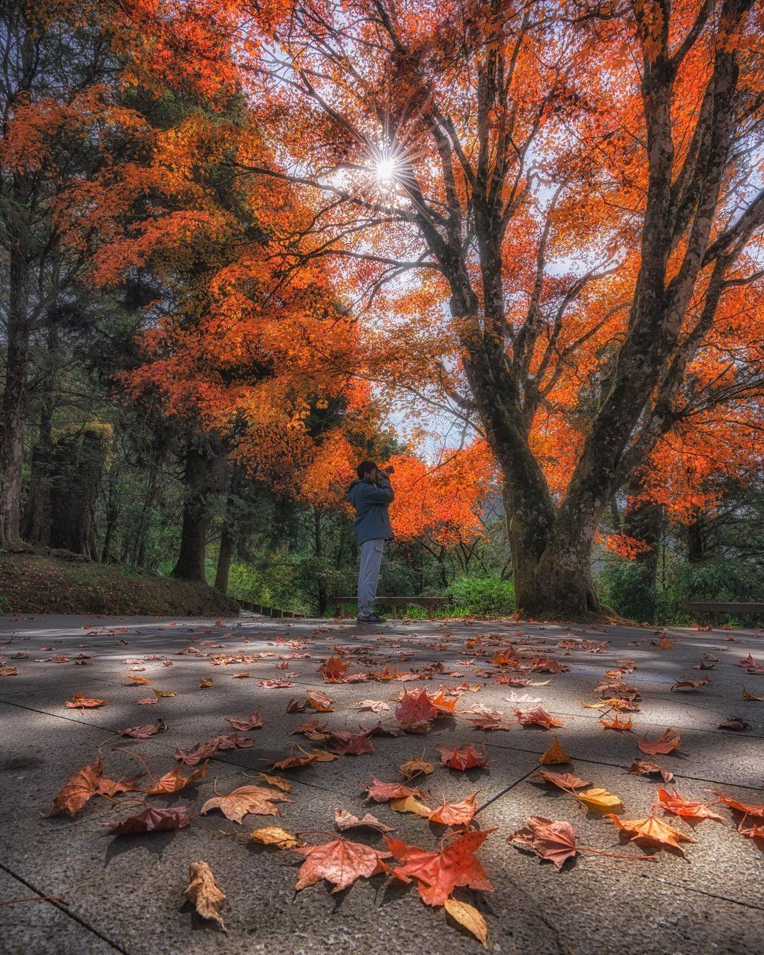 賞楓季節必須再燒大家一下~畢竟錯過就要等明年啦❤照片授權 @sunzhi0616 -⠀歡迎在您的貼文 #travelalishan...